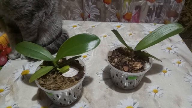 Что делать после получения подростков орхидей. Обзор моих подростков через месяц
