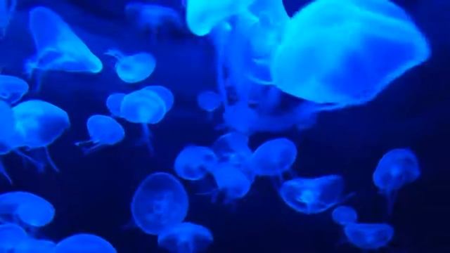 Музыка для погружения в медитацию, расслабления, раскрытия внутреннего мира и здоровья смотреть онлайн