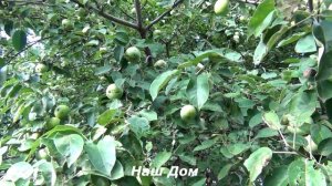 ВЫБОР УДОБРЕНИЙ ДЛЯ ПОДКОРМКИ ЯБЛОНИ ОСЕНЬЮ