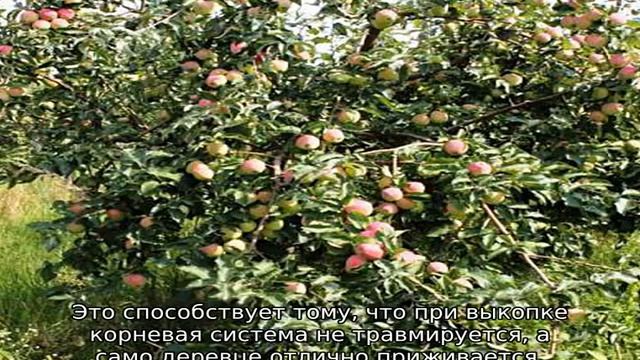Яблоня Кандиль Орловский