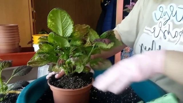 Сибирь 16 мая/ пересаживаю колеусы/ приготовила обед/ сажаю в огороде лук, клубнику смотреть онлайн