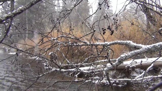 Как выглядит черемуха зимой / Висят одни ягоды листьев нет / Как собирать черемуху