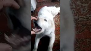 Алабай 7 месяцев играет