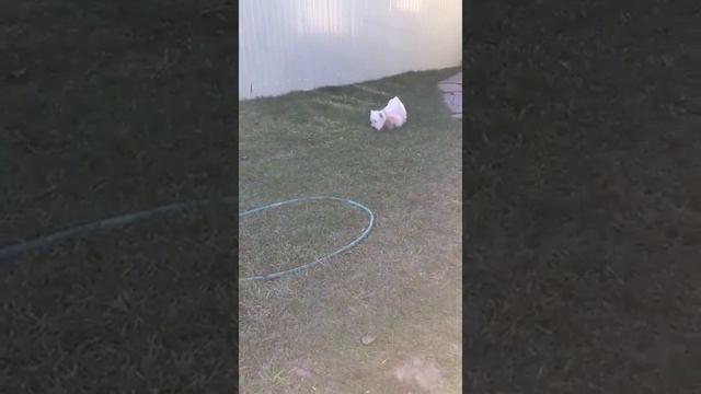 west ПЛЯШЕТ смотреть онлайн