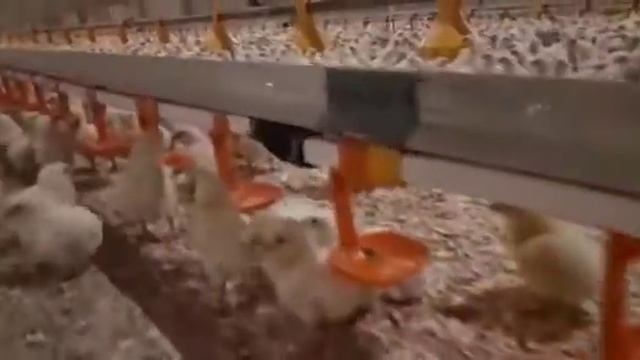 Автоматические Линии поения LUBING на птицефабрике в Кемеровской области - ГК «ТРИОЛ»
