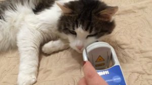 Как лечили кашель у кота
