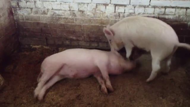 Дудутки смотреть онлайн