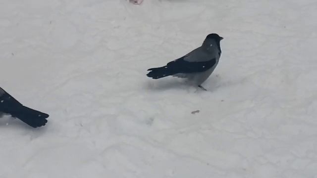 Самка вороны Разбойница угрожает молодежи \ Female crow Bandit tries to scare the youth смотреть онлайн