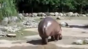 Бегемот смешно какает