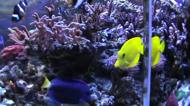 Торпеде 5 лет. смотреть онлайн