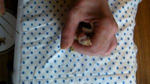 Кормление птенцов попугаев. Часть 3. Кормление мучными червями.