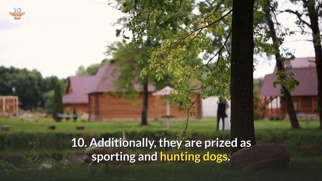 Top 20 Amazing Facts About Labrador Retrievers