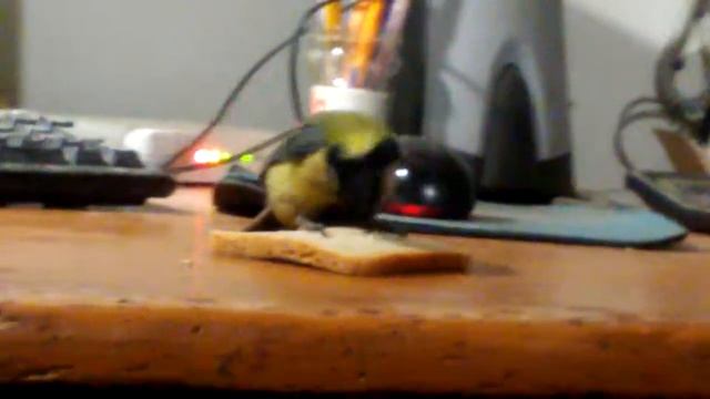 Синичка в доме смотреть онлайн