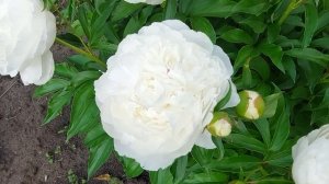 Цветение Лунной реки.Пион Мун Ривер.2023.