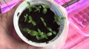 Посадка томата "Каменный цветок".  Лук на зелень - новый метод!