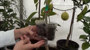 Спасаем больное растение  Прививка мостиком