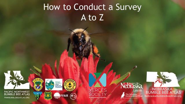 Pacific Northwest Bumble Bee Atlas Training: Module 3 -- How to Participate in the Atlas Project смотреть онлайн