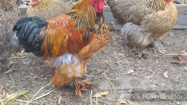 Куры Брама, полосатый плимутрок. Гуси породы Линда. смотреть онлайн