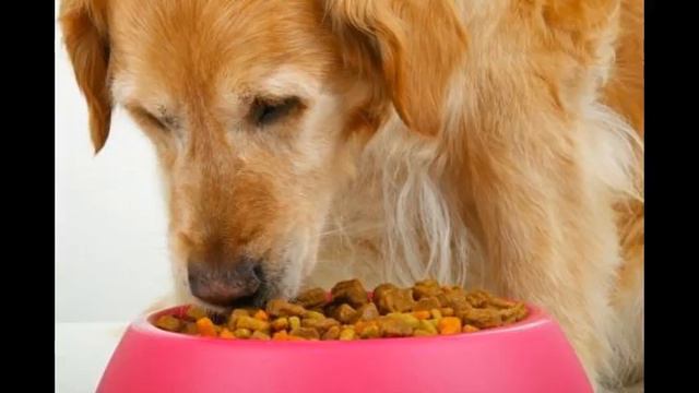 каталог кормов для собакvimperor ru 1410060308258fadedd6badcfed3 смотреть онлайн