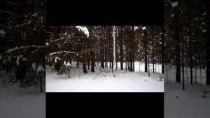 лесовозы хлыстовозы
