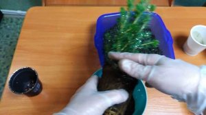 Ель Коника в горшке: как ухаживать в домашних условиях. покупка в магазине "Магнит"