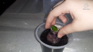 пересадка  гиацинта после цветения.