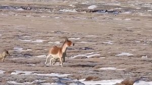 Эти Ослы сражаются с Волками и Барсами! Кианги – титаны Тибета!