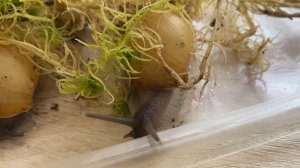 Улитки занзибарика | рубрика интересные виды 🐌🐌🐌