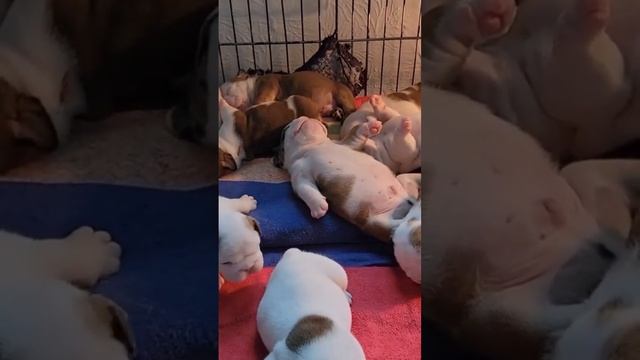 ENGLISH BULLDOGS & - Cutest video compilation about English Bulldogs смотреть онлайн
