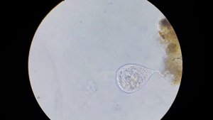 Сувойка под микроскопом х630