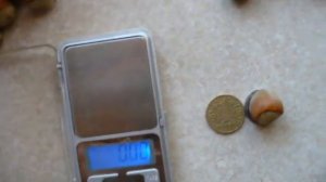 фундук ГИГАНТ ХАЛЕ собираем УРОЖАЙ.