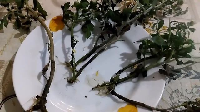 Хризантема мультифлора. Размножение черенками.