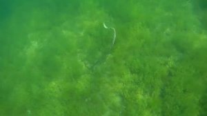 Змея Атакует окуня - Ловля раков с маской и трубкой съемка под водой