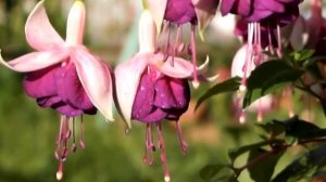 Фуксия Tamara Balyasnikova