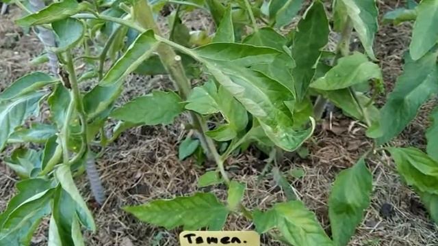 Томат Тяжеловес Сибири. Обзор сорта. Выращивание томата в Сибири.