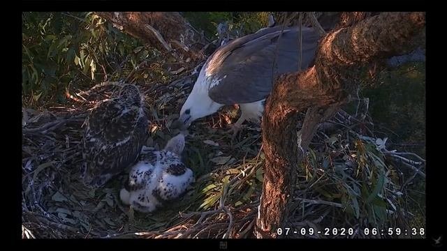 Белобрюхий морской Орел (Австралия).  White-bellied Sea Eagle. Australia