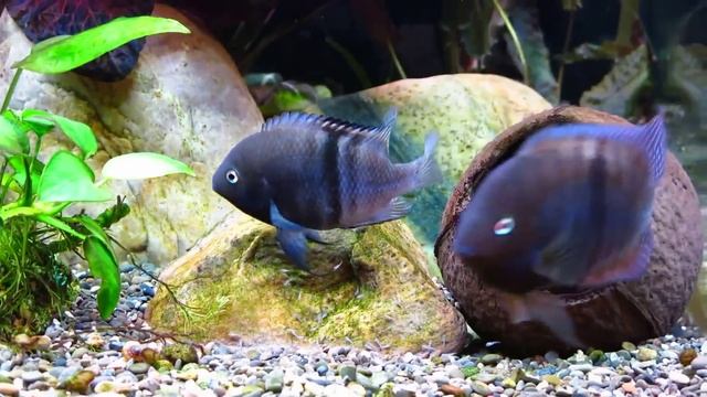 Седжики с мальком смотреть онлайн