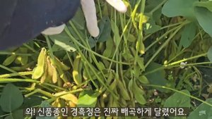SUB) 가을수확이 시작되는 풍요로운 시골생활🥜🍁| 시골살이 | 힐링 | 브이로그 | 시골정원 | 주말농장 | vlog | Korean Countryside life |
