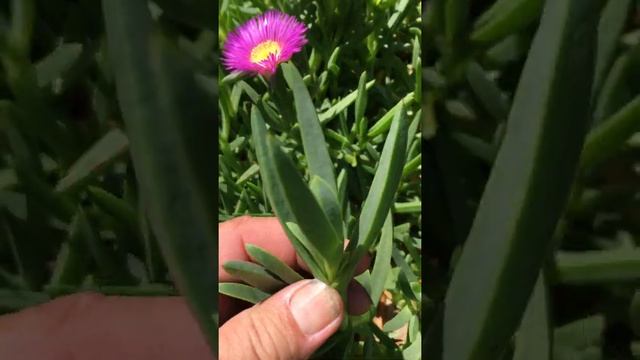 Carpobrotus chilensis