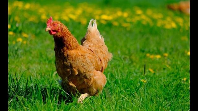 Домашние птицы смотреть онлайн