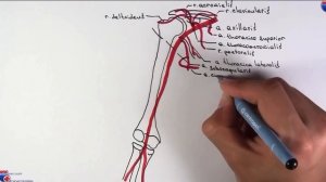 Анатомия. Подмышечная и плечевая артерии.