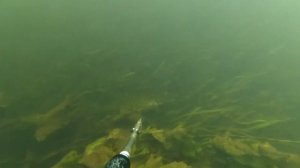 Подводная охота в Беларуси