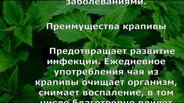 Доступное средство с потрясающим действием - Крапива смотреть онлайн