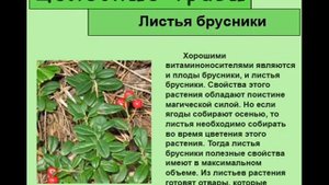 Листья брусники
