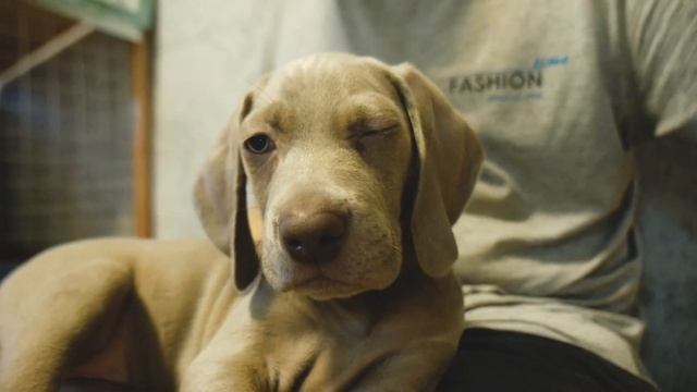 Мы Завели СОБАКУ! Веймаранер Фелита. Первые Дни Дома. смотреть онлайн