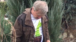 Дерево граната после зимовки