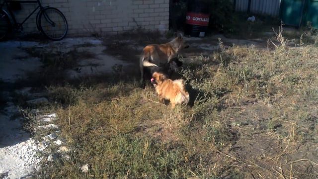 Пальма отдыхает друзья работают! смотреть онлайн