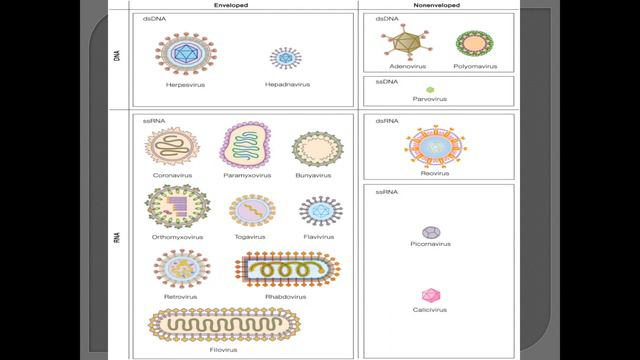 Plant Virus and Animal Virus смотреть онлайн