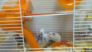 Жизнь мышей-часть1