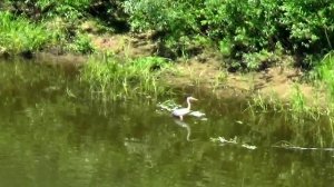 Цапля на Клязьме охотится за рыбой. Вид с горы в Толмачево в городе Вязники